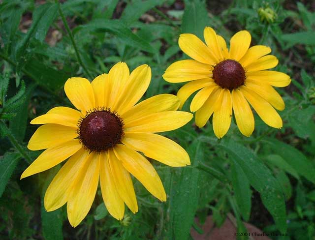 Blace Eyed Susans