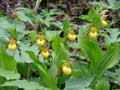 Small Yellow Lady Slippers