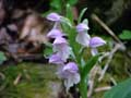 Showy Orchis