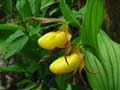 Large Yellow Lady Slippers