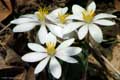 Bloodroot in early spring