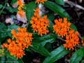 Butterfly Weed