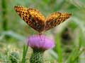 Butterfly on Thistle