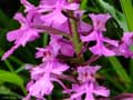 Purple Fringeless Orchid