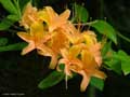 Flame Azalea