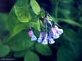 Virginia Bluebells