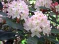 Rhododendron