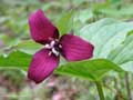 Purple Trillium