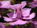 Purple Fringed Orchid (WV)