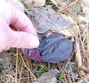 Crane-fly Orchid Leaf -- Beet color underside