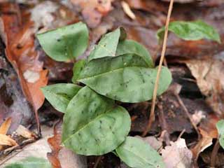 Crane-fly Orchid Leaf -- Purple Spots