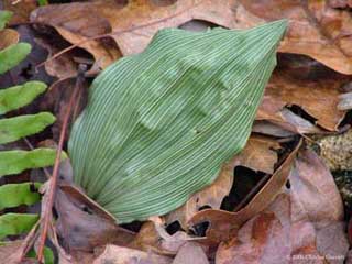 Puttyroot Orchid Leaf