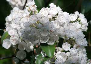 Morning sun on Mountain Laurel