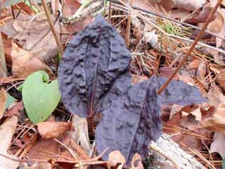 Crane-fly Orchid Leaf - All Purple