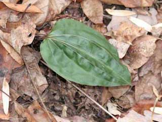 Crane-fly Orchid Leaf -- Solid Green on Top