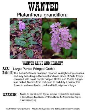 Purple Fringed Orchid Wanted Poster